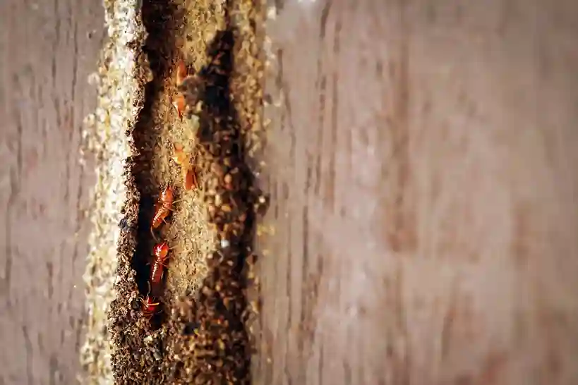 Termite Damage in Commercial Buildings: Risks and Prevention Strategies